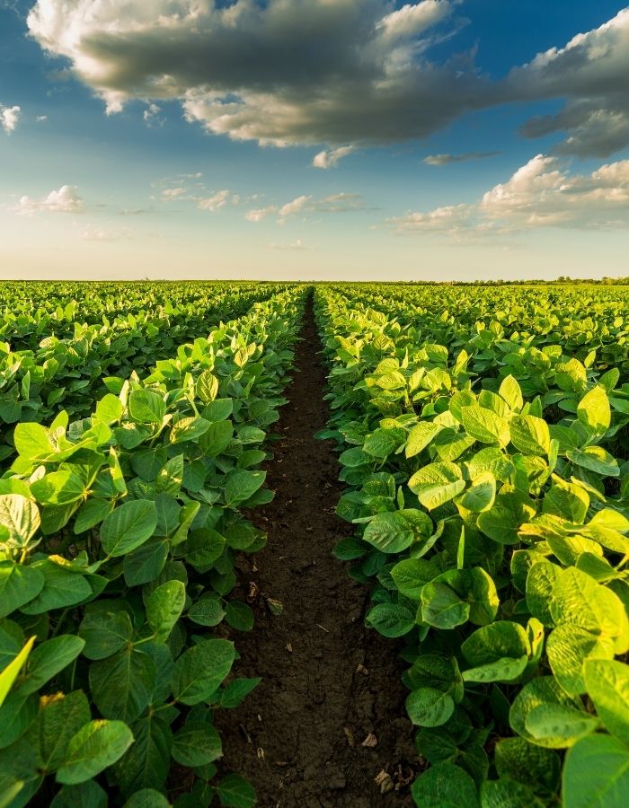 Top 10 New Farm Creation Company in India