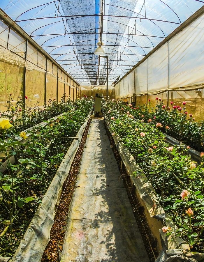 Nursery Consulting Services in Madurai